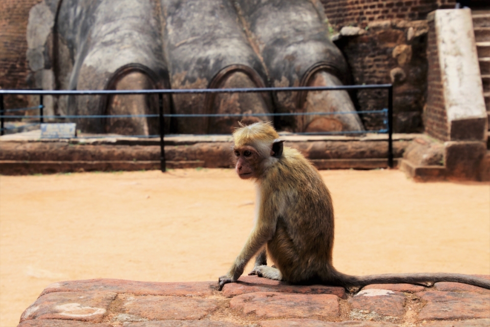 景区栏杆围巨大雕像对面坐岩石猴子