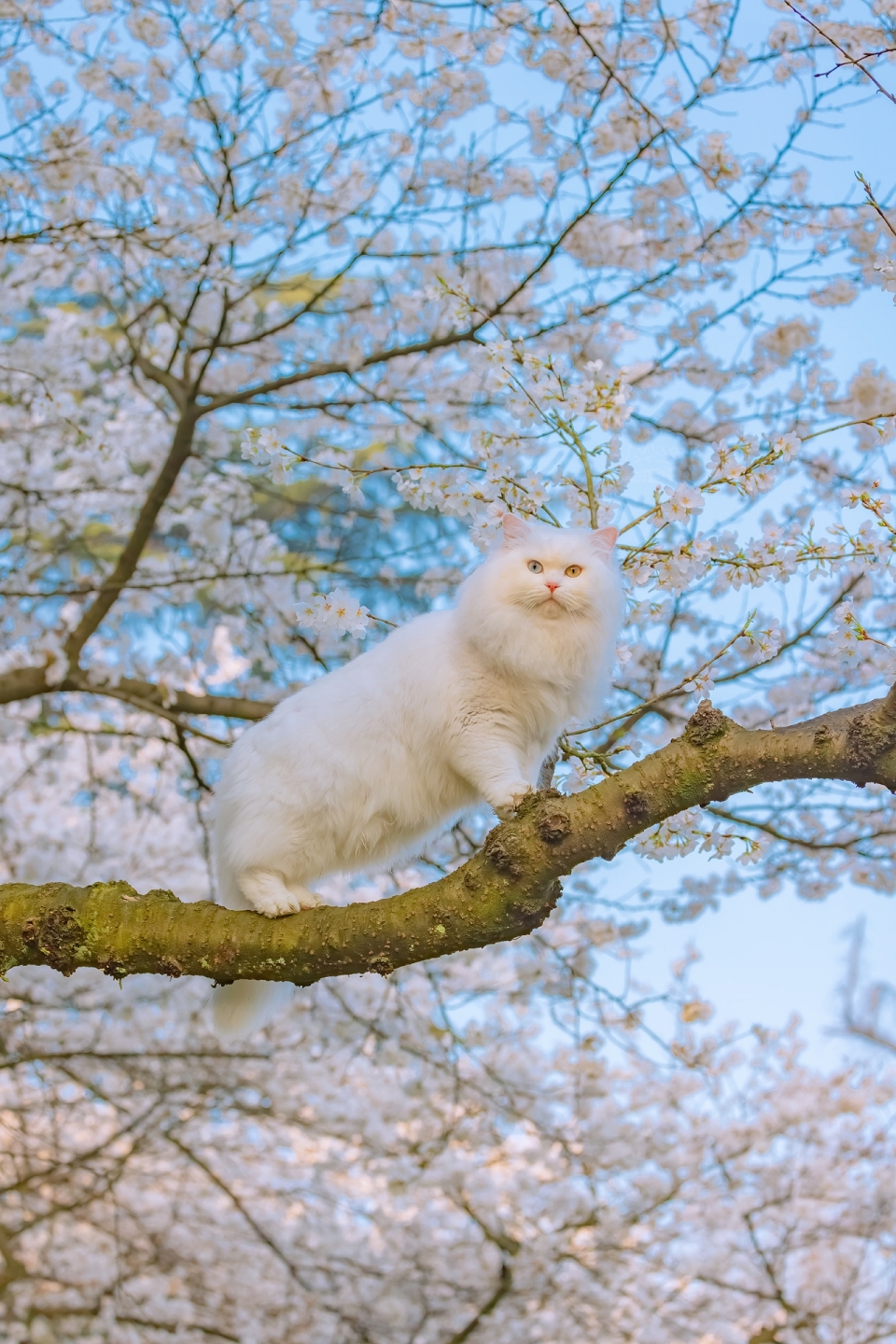 春天的小猫写真图片