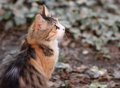 户外树林中仰望天空可爱小花猫动物