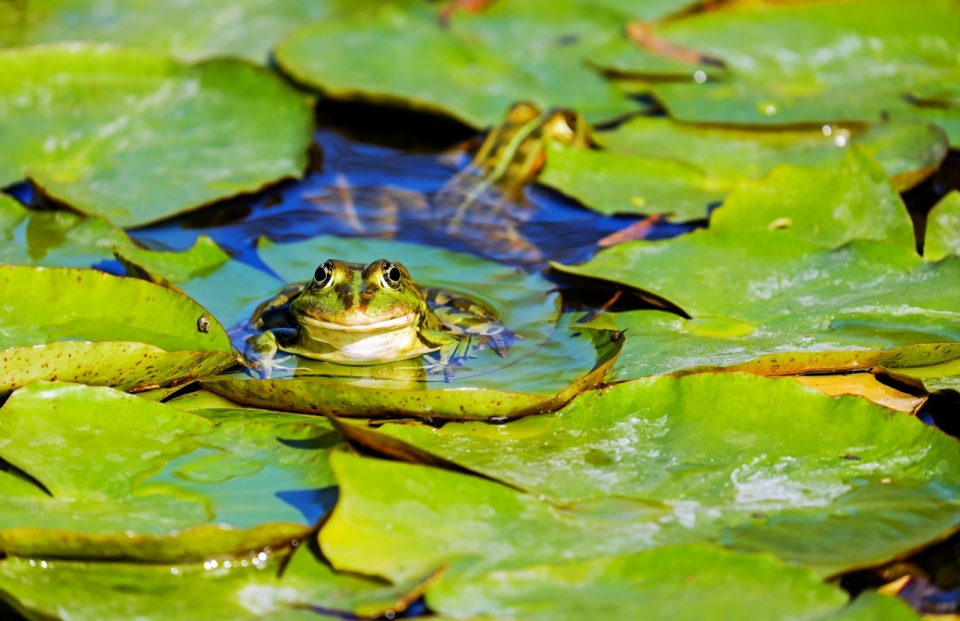 宽阔光照池塘荷叶攀爬青蛙动物