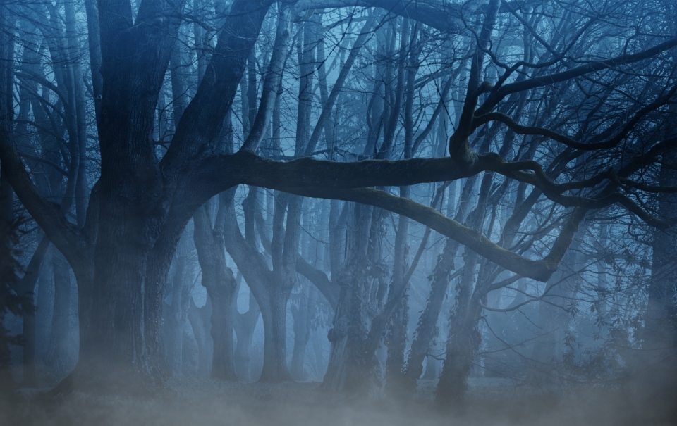迷雾森林老树神秘意境