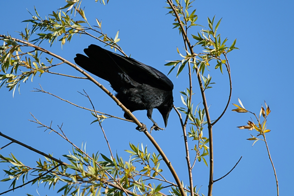 蓝色天空树枝上黑色乌鸦鸟类摄影