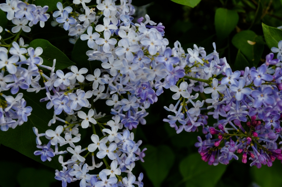 花园自然清新美丽白色紫色花朵植物