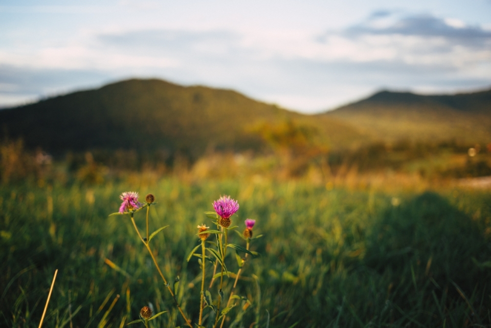 背景虚化高山绿色草地粉色花朵摄影
