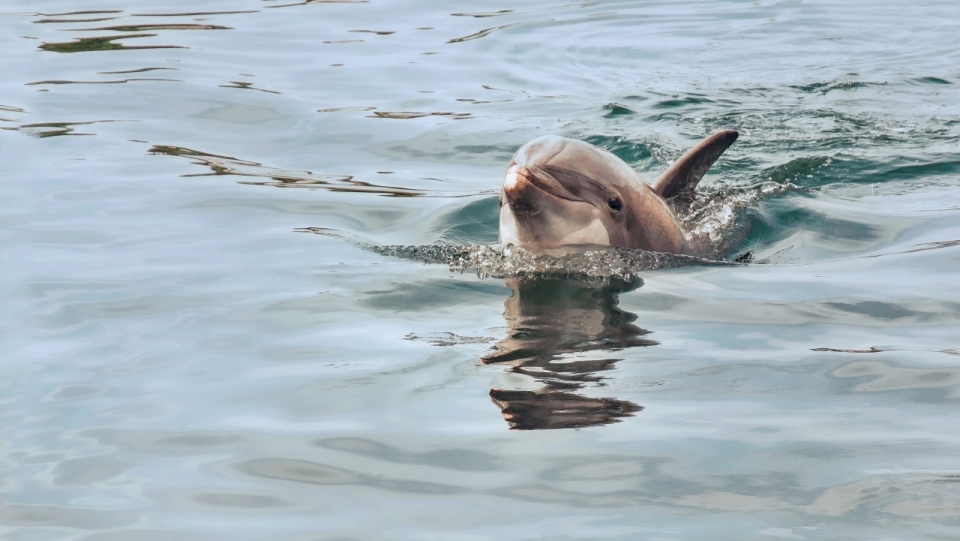 平静水面上可爱海豚动物特写