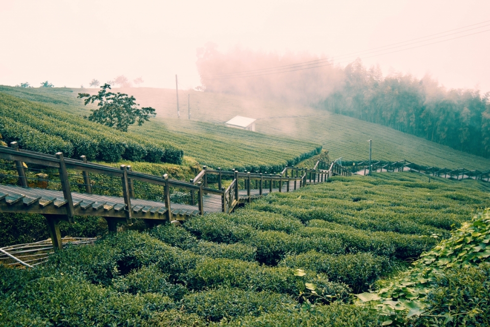 朦胧雾气笼罩茶园绿植风光