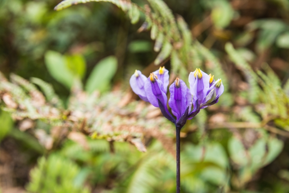 一朵紫色的水玉簪花果植物摄影