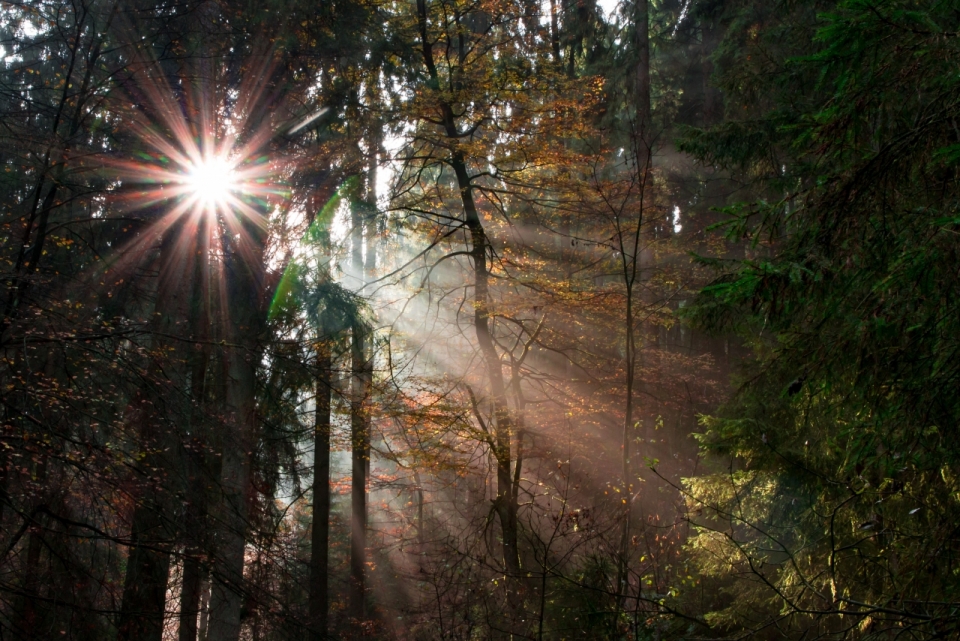 阳光穿透树木照进昏暗树林的景象