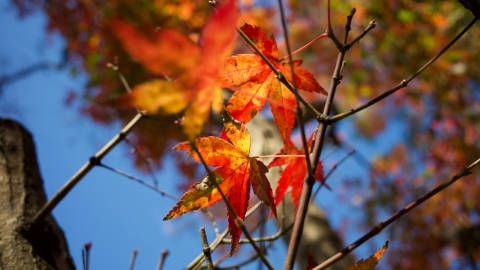 秋天秋季枫树枫叶美景自然风光高清桌面壁纸