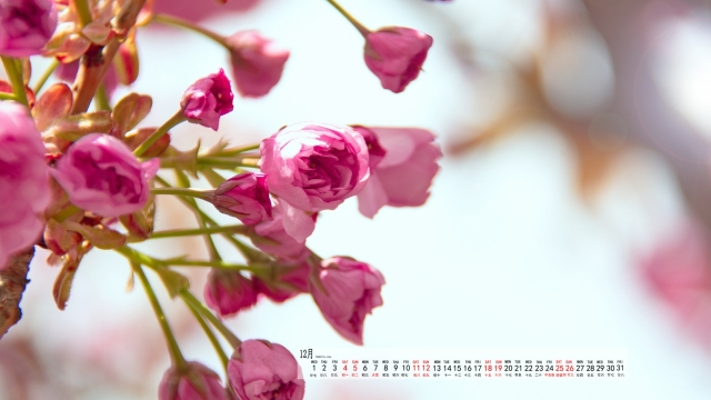 2021年12月唯美关山樱高清日历壁纸