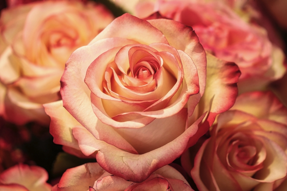 微距摄影_白色与粉色渐变的玫瑰花朵