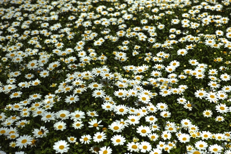 地面上开满白色的滨菊植物的摄影