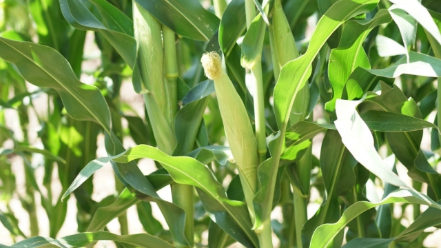 农村农田玉米地里生长着的玉米高清桌面壁纸