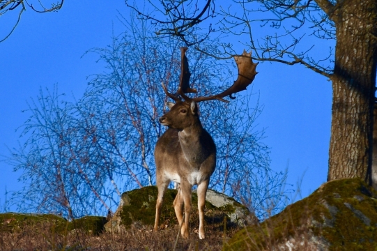 蓝色天空自然树木边野生鹿动物