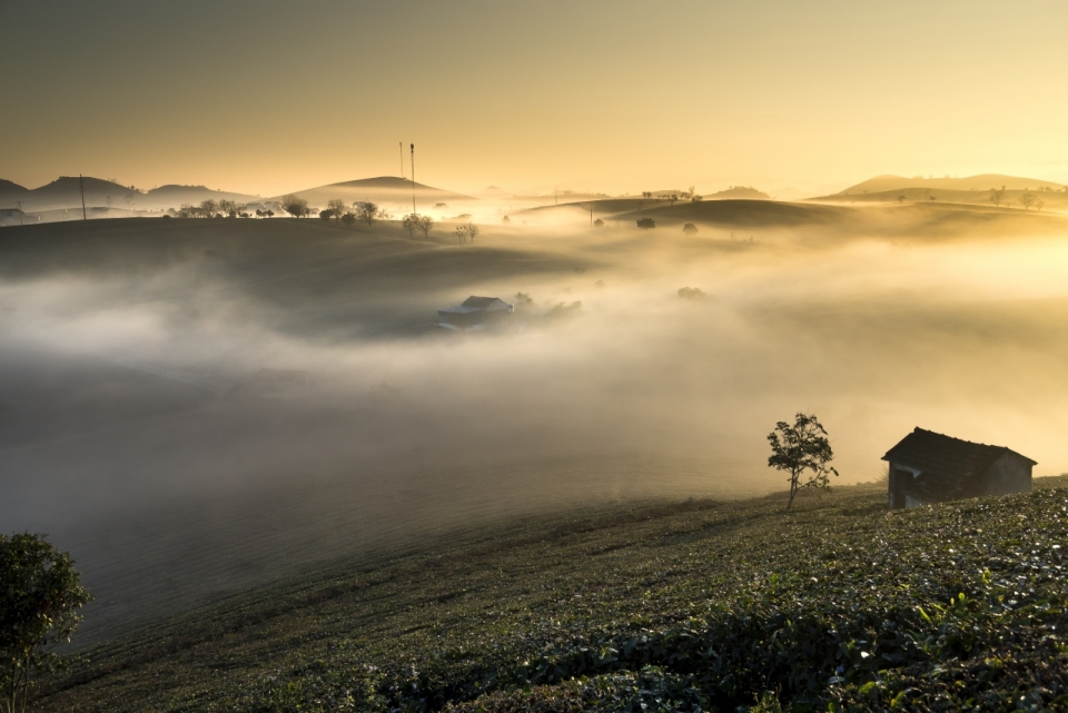 清晨雾气弥漫山坡绿植自然美景