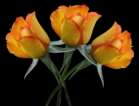 黑色背景橙色郁金香花朵摄影