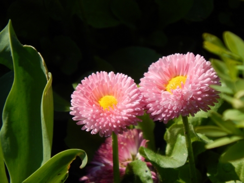 户外阳光下绿色叶子粉色花朵自然植物