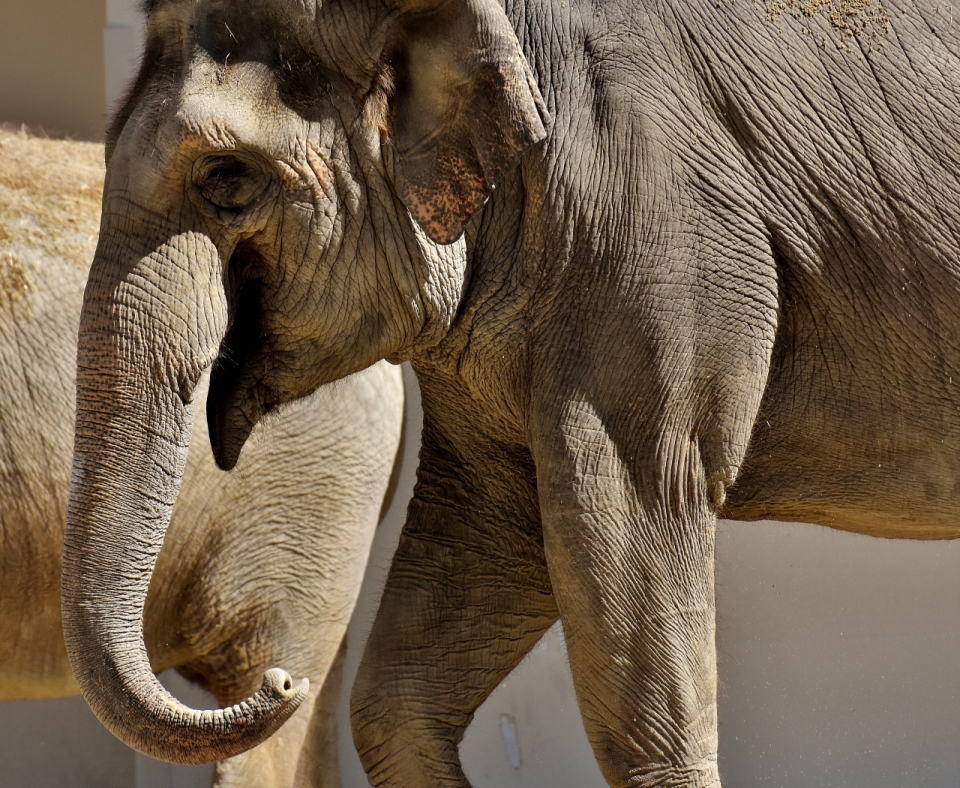 行走在道路上满身褶皱的大象