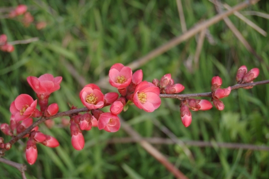 摄影基础_户外绿色草坪前红色花朵自然树枝