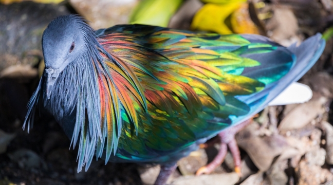 阳光户外艳丽羽毛野生鸟类动物