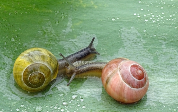 雨后碧绿颜色叶片爬行蜗牛特写