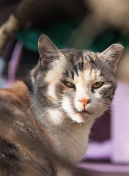 回头张望的霸气帅猫喵星人