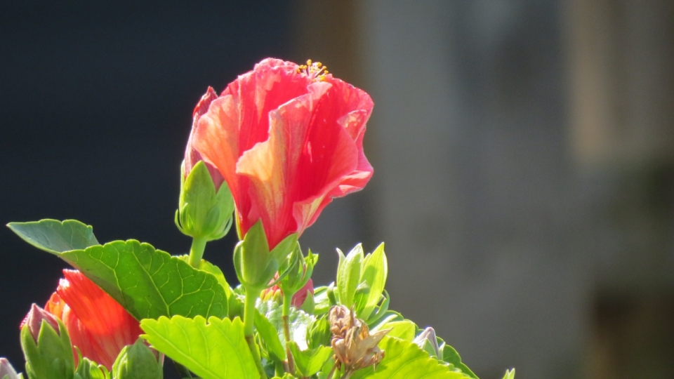 微距摄影_虚化背景阳光下红色花朵绿色枝叶自然植物
