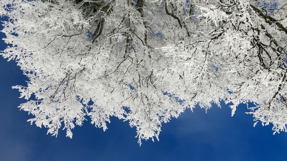 冬日雾松自然风景雪景景观高清桌面壁纸