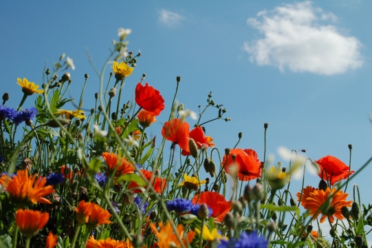 山坡草地上盛开五彩鲜艳花朵特写