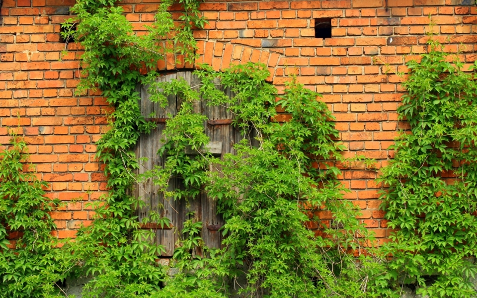 石砖墙壁建筑自然绿色藤蔓植物