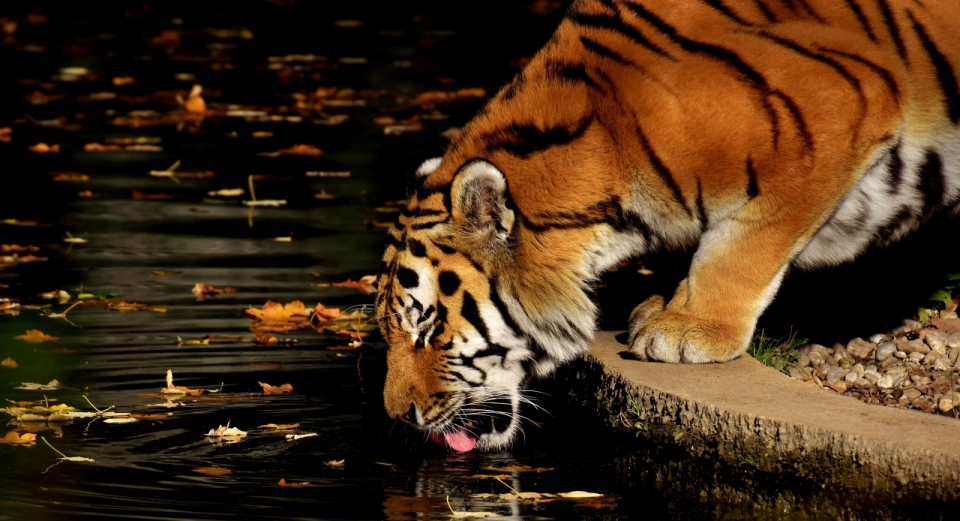 秋天在湖边喝水的老虎