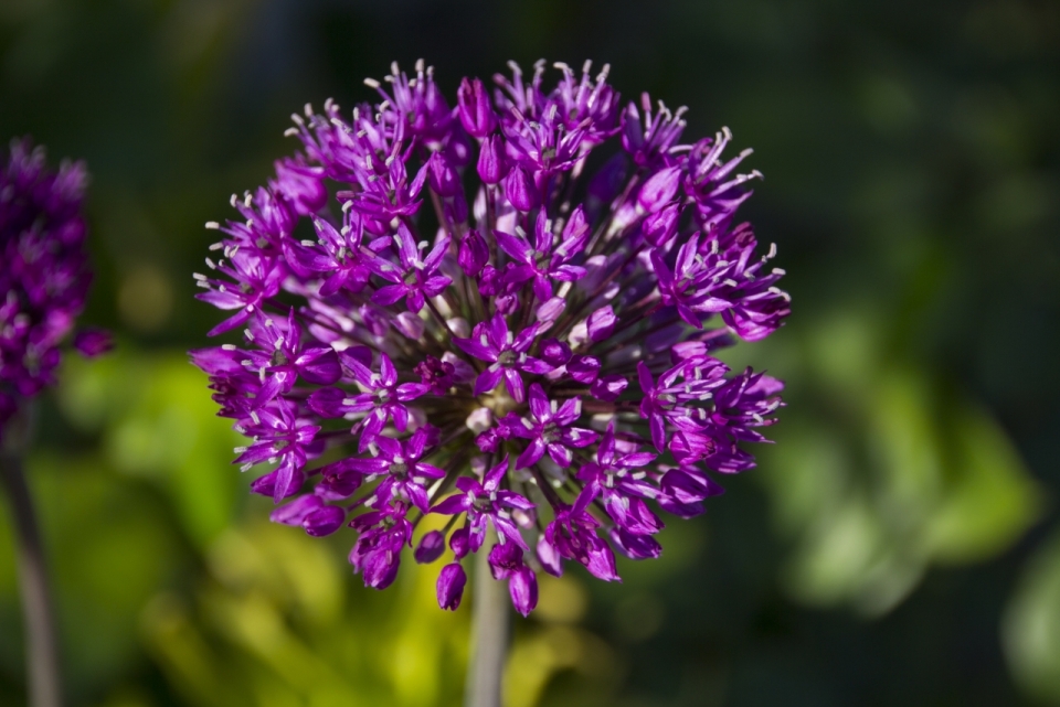 虚化背景户外自然植物上独特紫色花朵