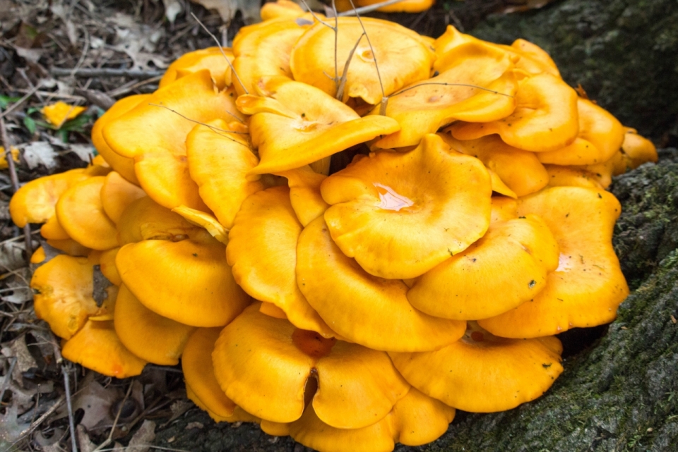 自然户外土地上黄色蘑菇野生植物