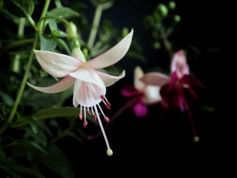 黑色背景自然绿色叶子植物上白色花朵