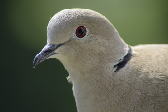 虚化背景户外黑色喙灰色羽毛鸟类动物
