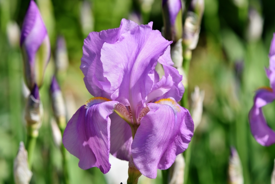虚化背景阳光户外紫色花朵自然植物