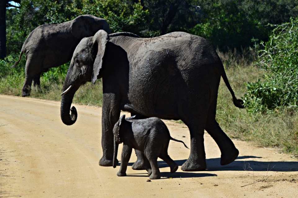 阳光下三只大象在马路上的摄影