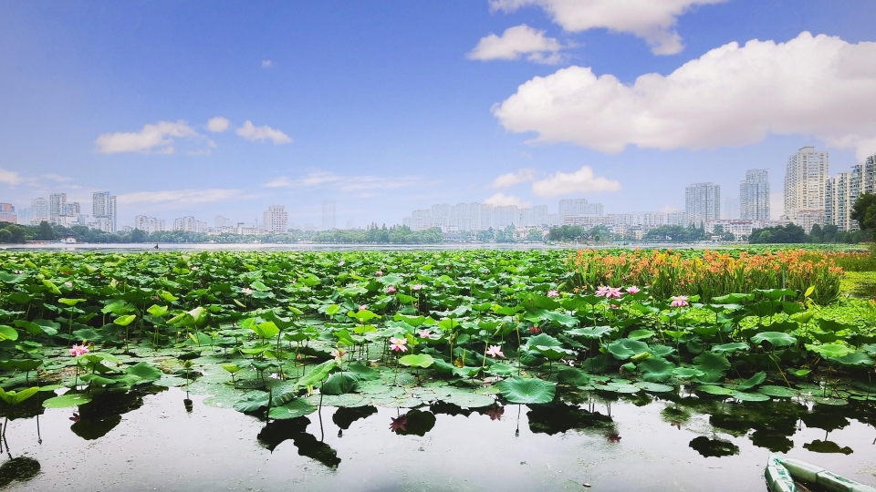 清新绿色护眼荷花高清桌面壁纸