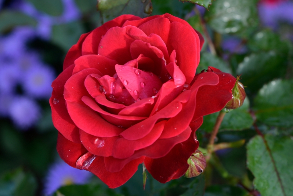 虚化背景自然花园红色花朵玫瑰植物