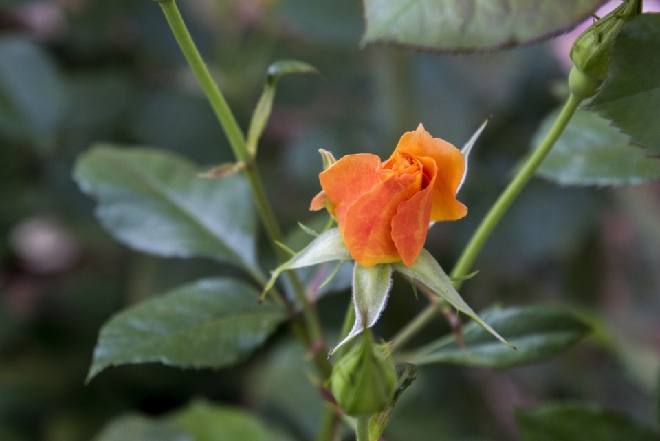 微距摄影_虚化背景橙色花朵绿色枝叶自然植物