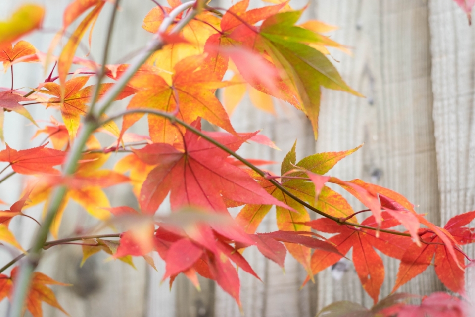 木质墙壁背景秋天红色枫树树叶