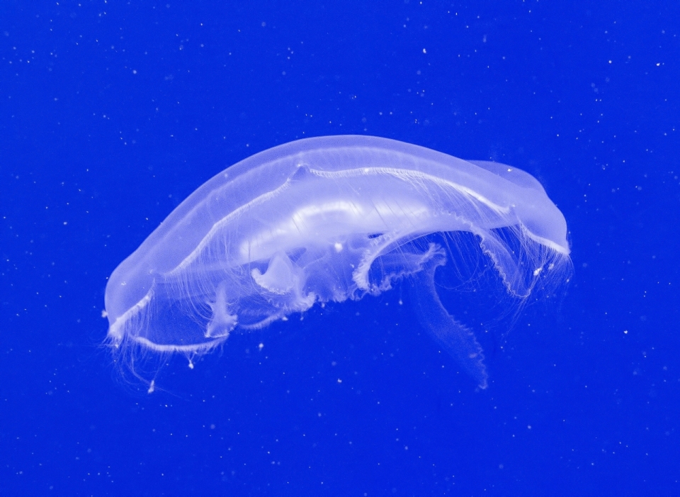 蓝色深海透明水母梦幻美图