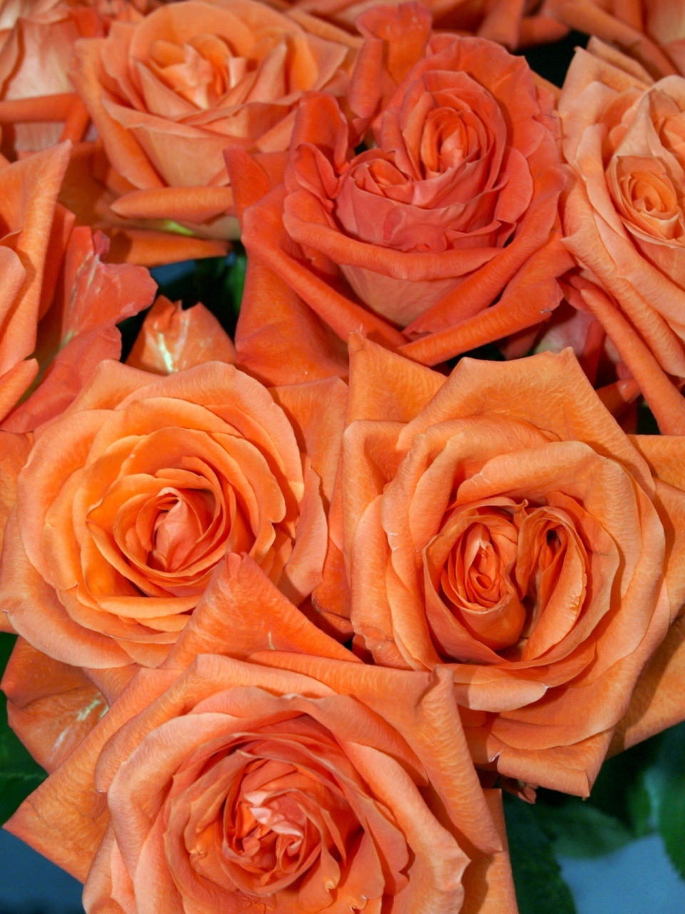 虚化背景浪漫橙色花朵自然玫瑰植物