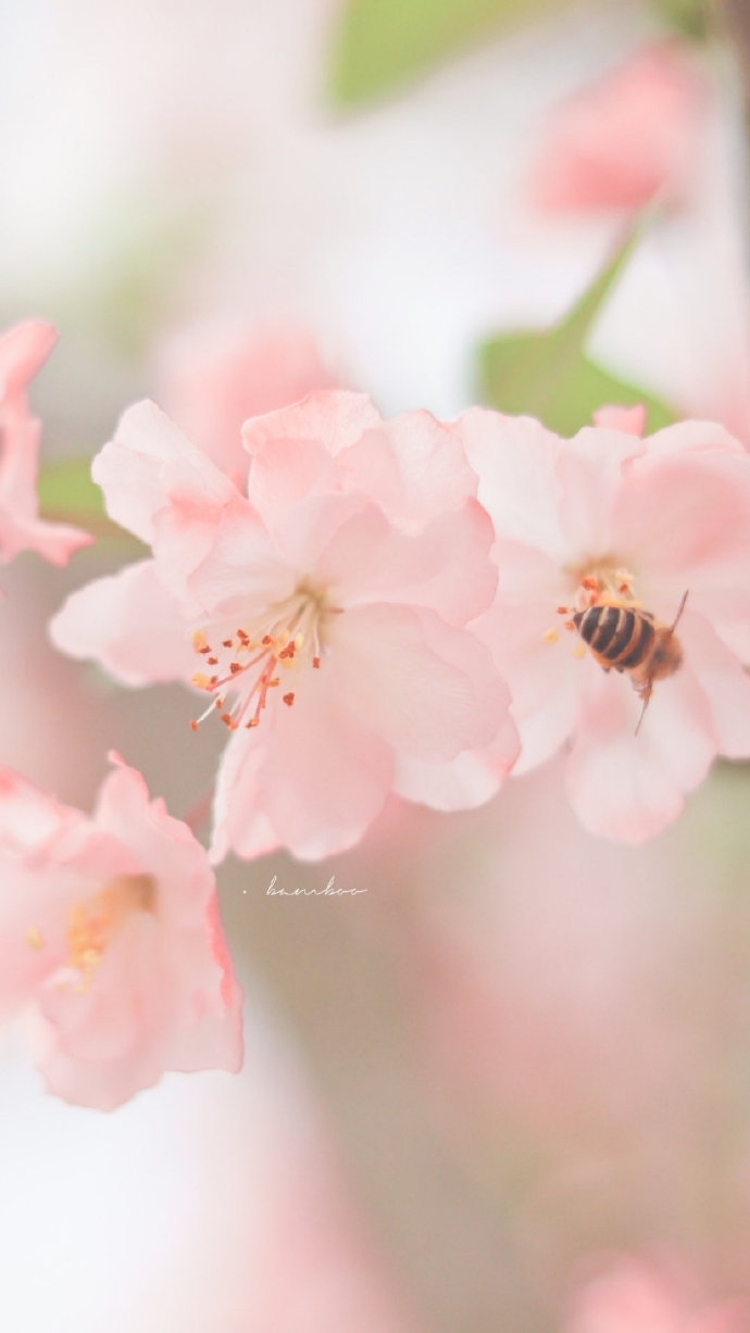 唯美春季海棠花写真图片