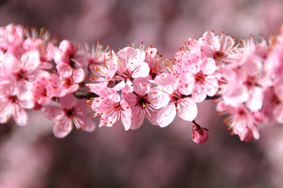 虚化背景小清新户外树枝上粉色樱花花朵