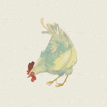 不同品种的鸡插画写真图片