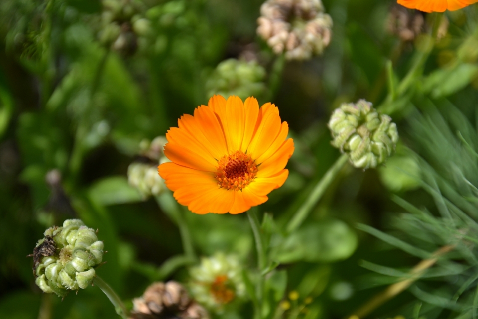 微距摄影_户外自然橙色花朵绿色枝叶植物