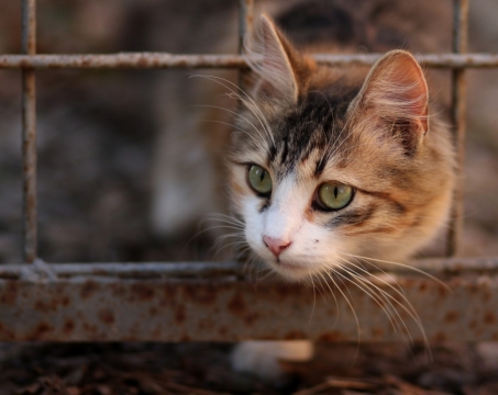 虚化背景户外铁网前可爱宠物猫