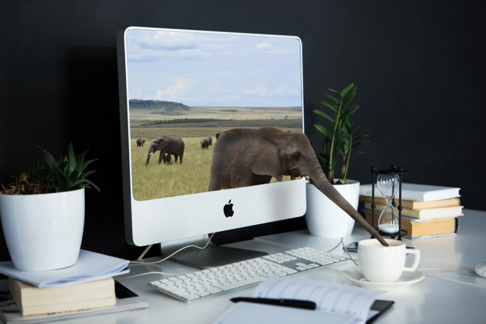 室内苹果一体机电脑屏幕中大象喝桌面水杯中水