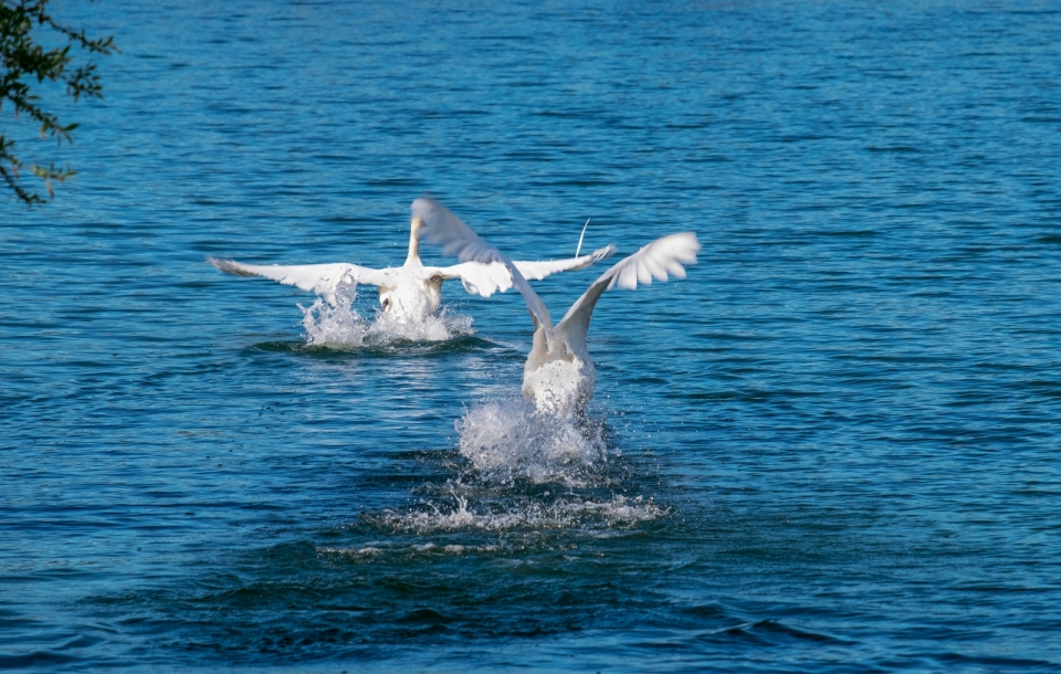 蓝色池水扑腾展翅白天鹅动物